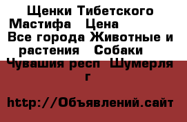 Щенки Тибетского Мастифа › Цена ­ 90 000 - Все города Животные и растения » Собаки   . Чувашия респ.,Шумерля г.